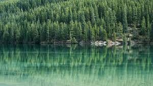 evergreen trees